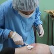В Нягани выросло число пострадавших от укусов собак